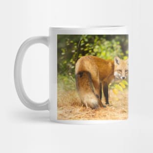 Red Fox, Algonquin Park Mug